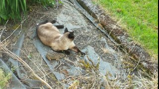 Mala suerte: Un conejo escapa de las fauces de un gato pero es cazado por un búho