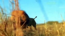 アフリカの草原での動物の戦い！►►誰が勝者になるか・ライオンチーターキリンスネーク #2