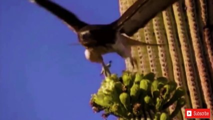 ヘビの巨大な狩り能力！►►モンキーライオンホークバット！