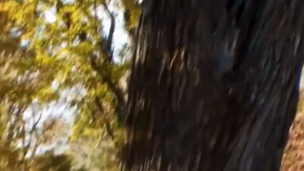 驚くべきライオンのカブスはアナコンダから彼の兄弟を守る! マングースイーグルリザードラット