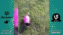 Try Not To Laugh Watching Funny Dog Video Compilation 2018 | Funny Animals Video