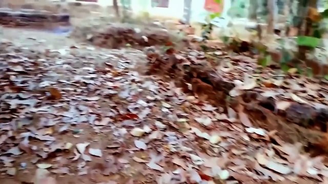 Ghost On Tree | Scary Ghost Video Caught On Camera | Most Horror Video