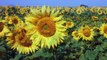 [4K Ultra HD] Sunflower Fields - Beautiful Natural Scenery with Nature Sounds - Trailer