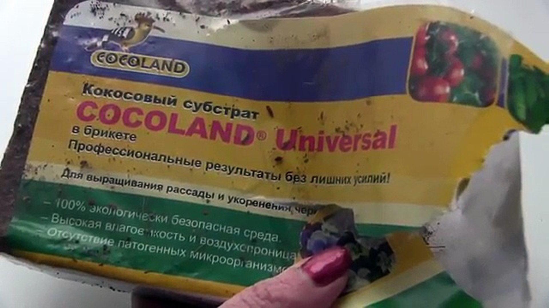 ⁣КАК вырастить ГРАНАТ из косточек в домашних условиях