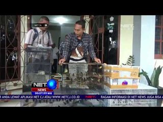 Penyelundupan Burung Yang Dilindungi  -NET24