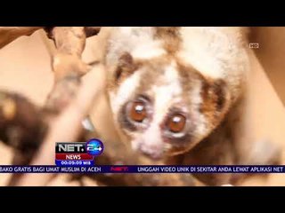 Masuk Ke Pemukiman, Kukang Langka Dievakuasi - NET 24