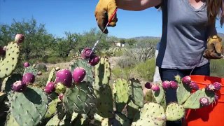 Prickly Pear Jelly - How to make