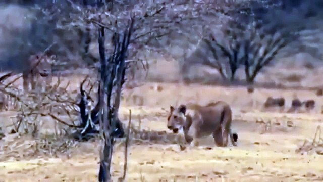 Наука для детей Животные | Лев | Семен Ученый