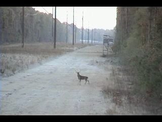 Régis chasse le cerf