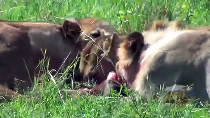 Lions Hunt Warthog in Maasai - World of Animals