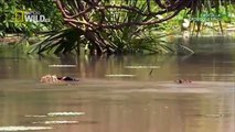 Snake Documentary The giant crocodile 6 m | Animal Planet 2015 | Wildlife Documentary