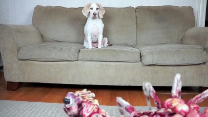 Dog vs Giant Spider Prank! Funny Dogs Maymo & Potpie