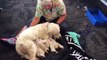 Floride: Une chienne labrador donne naissance à 8 chiots au beau milieu de l'aéroport de Tampa