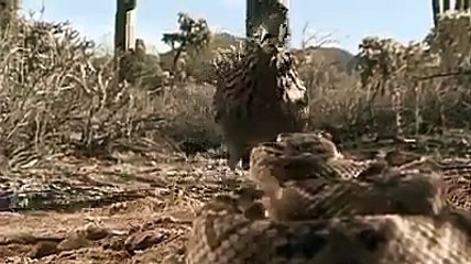 The Ordinary Bird Killing a big snack - Bird vs Snack