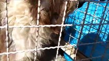 Cão tipo lhasa apso pequeno porte, resgatado para doação. Adote