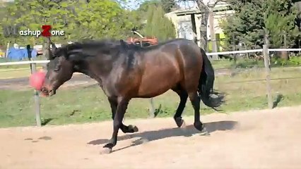 Funny Horse Videos - Try Not To Laugh [BEST OF]