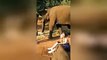 Adorable moment: A US tourist experiences a close encounter with a baby elephant on a trip to Thailand. The tourist is cuddling the baby elephant when it decide