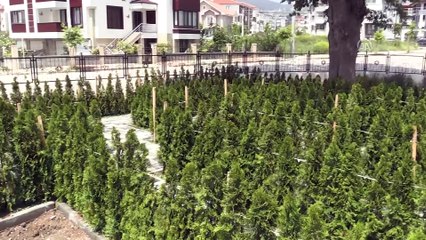 'Dünyanın nilüfer çeşitliliği Bolu'dan sağlanacak' - BOLU