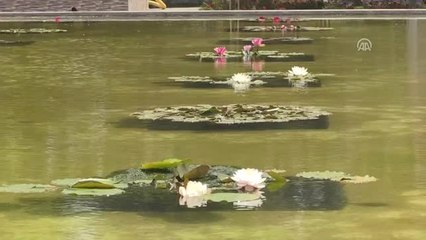 Dünyanın Nilüfer Çeşitliliği Bolu'dan Sağlanacak" - Bolu