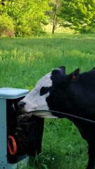 Cow Eats Phone Wires