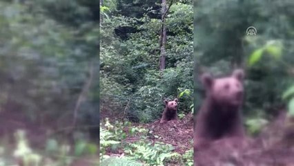 Domuz Kapanına Düşen Ayı