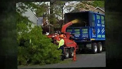 UNBEATABLE RATES Tree Service & Removal