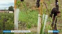 Intempéries : les vignobles durement touchés