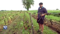 Dans le sud-ouest, les vignobles ravagés par la grêle