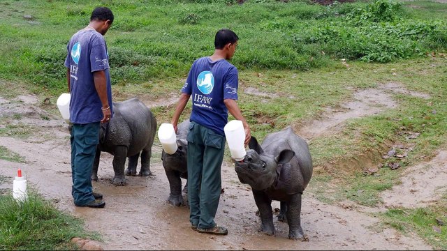Kaziranga park fights to save India's endangered one-horned rhino