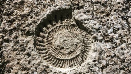 Tout savoir sur les fossiles