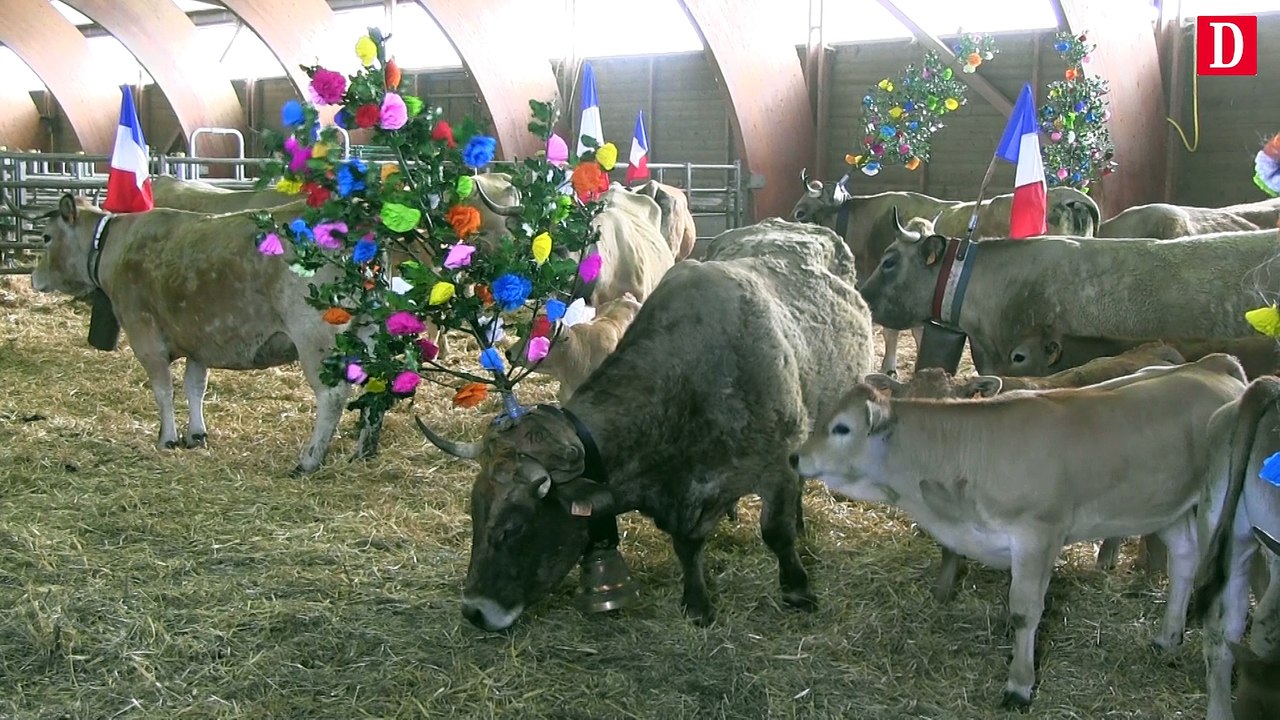 L'Aubrac fait sa transhumance