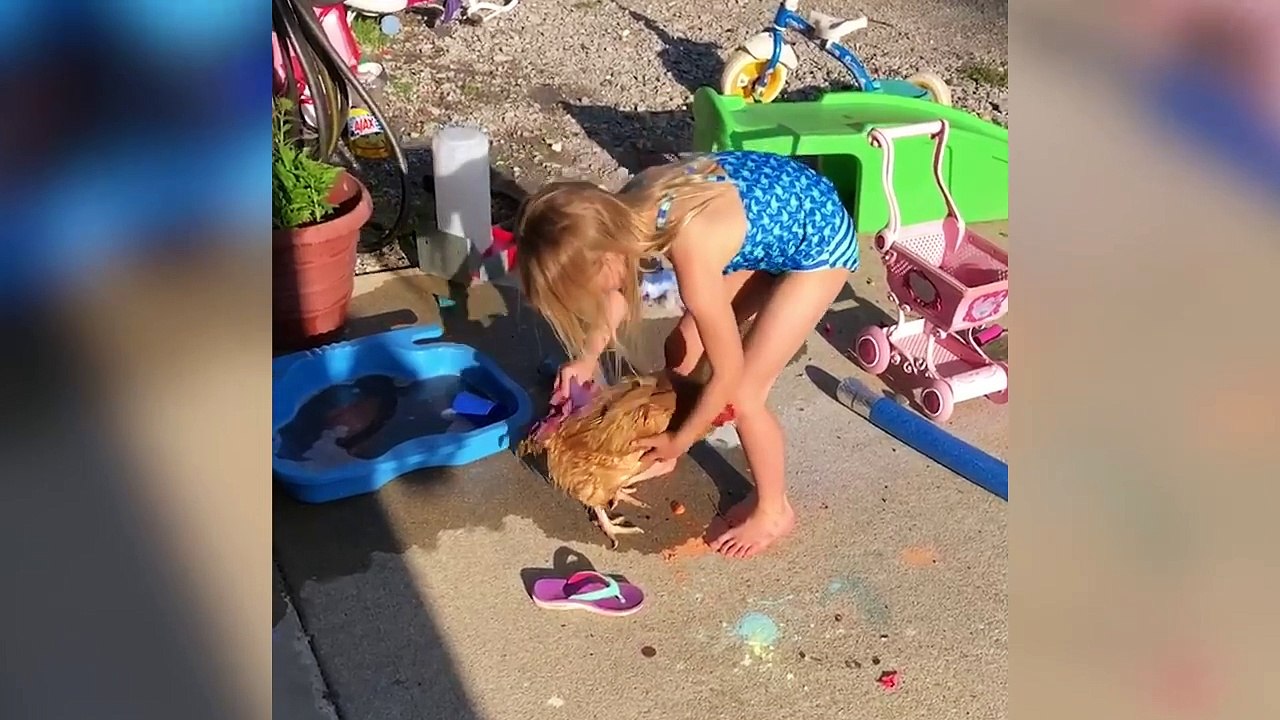 Funny Parrot - Bird Videos Weekly Compilation May 2018 | Funny Pet Videos