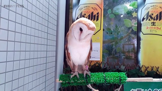 Amazing Funny Owls Cute and Funny Owls Playing (Full) [Funny Pets]