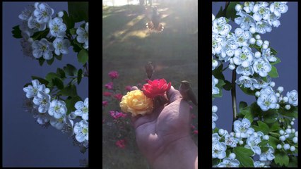 Feliz Aniversário Amiga do Facebook 5