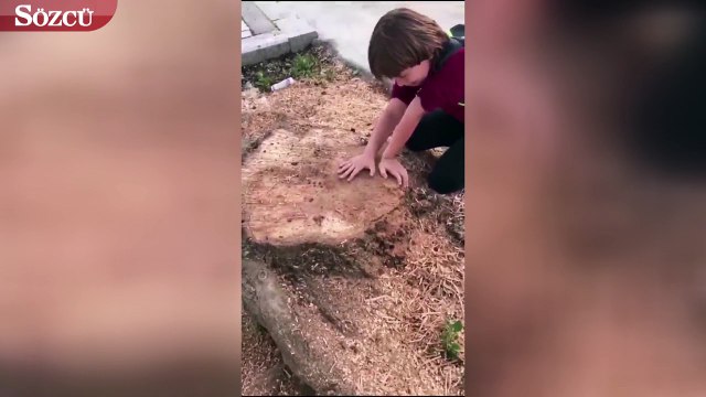 Ağacı kesilen çocuk izleyenleri ağlattı