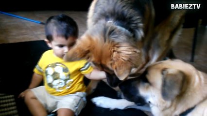 Big  Dogs Playing with Babies Compilation  [NEW HD VIDElO