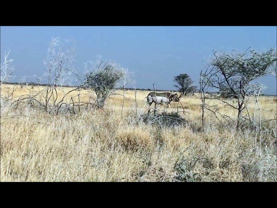 rihano attacking car on road