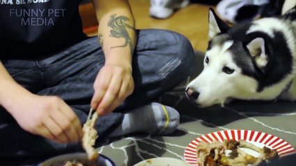 Funny Dogs Begging for Food [Funny Pets]