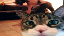 Cat Fails Top 10 Compilation #1