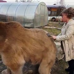 Ayıyı temizleyen kadın