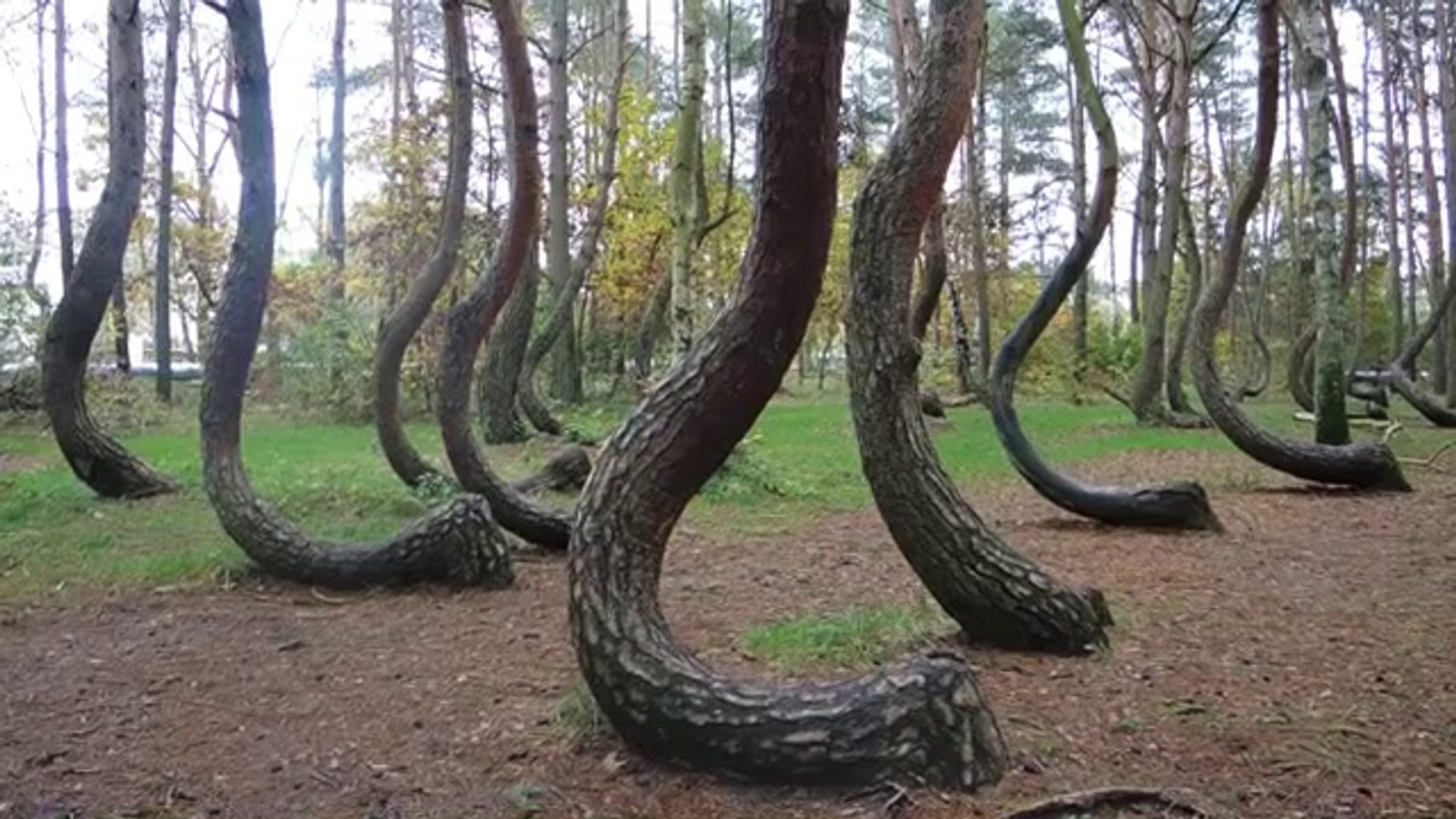 Voici Krzywy Las, la mystérieuse forêt tordue qui intrigue les touristes en Pologne - Vidéo Dailymotion