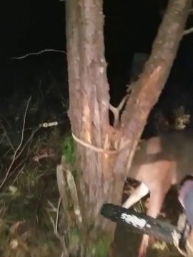 Ce que vont faire ces chasseurs est juste beau! Cerf coincé dans un arbre