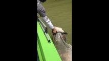 Ils interviennent pour sauver une vache nageant dans des eaux infestées de crocodiles