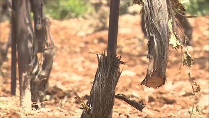 مستوطنون يقطعون بالمناشير مئات من أشجار العنب بالخليل