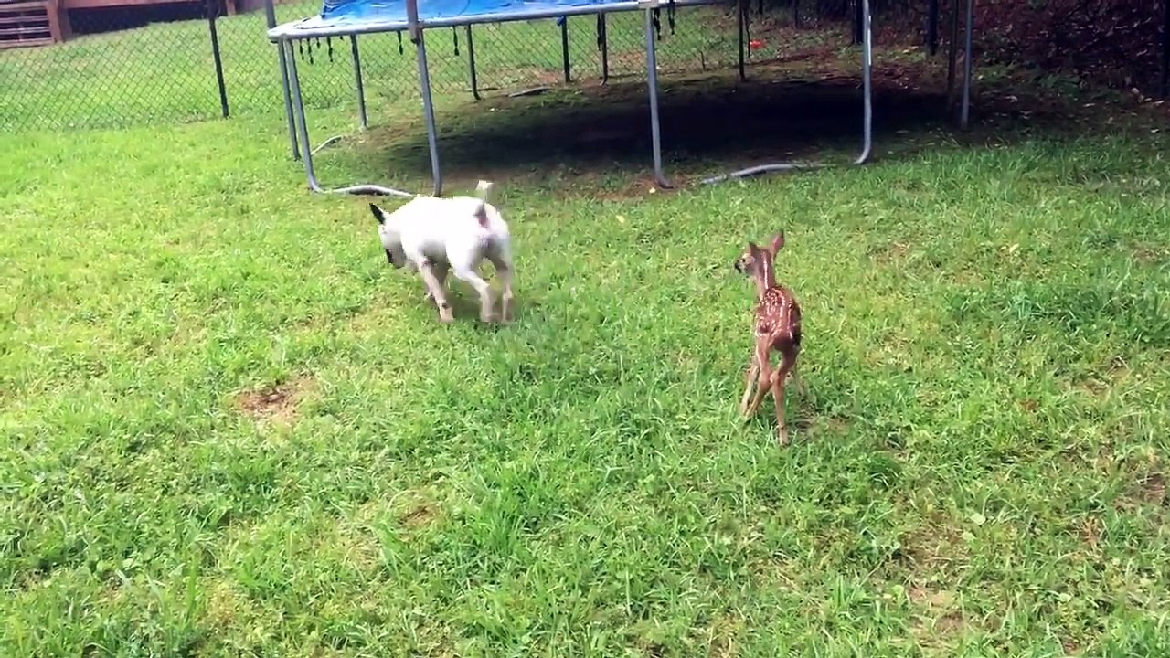 Un chien bull terrier s'amuse avec un faon