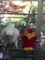 Une peluche imite un perroquet et celui-ci finit par en avoir assez