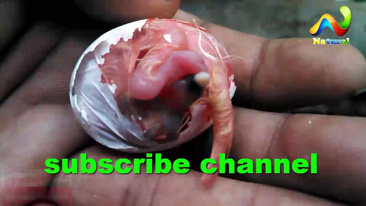 Pigeon Egg Hatching Time | Pigeon Feeding Babies