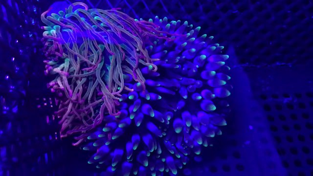 Purple Passion and Rainbow Inferno BTA's