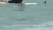 Florida Surfer Saves Bird in Ocean as Alberto Heads for Gulf Coast