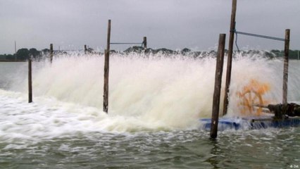 طرق مستدامة لتربية الجمبري في الإكوادور